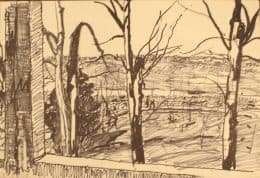 Дерево. Вид из окна