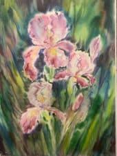 Ирисы
