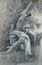Царь-коряга