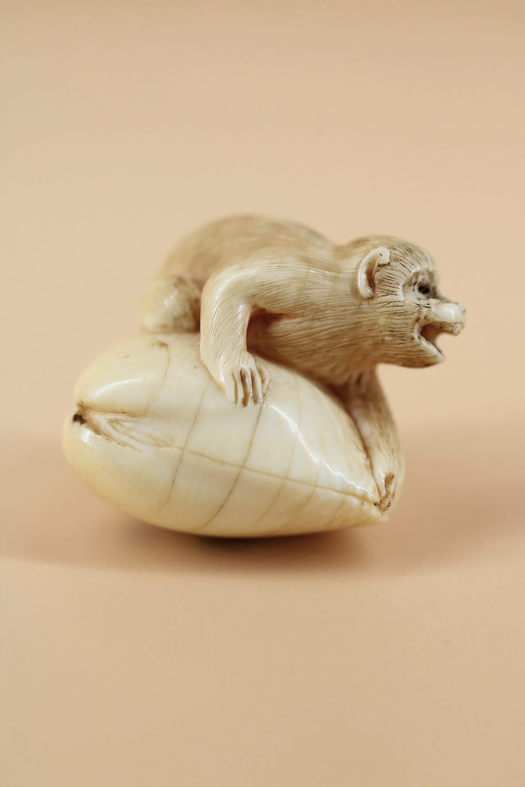 Обезьяна на ракушке