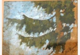 Ветка сосны