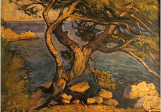 Сосна в Алупке