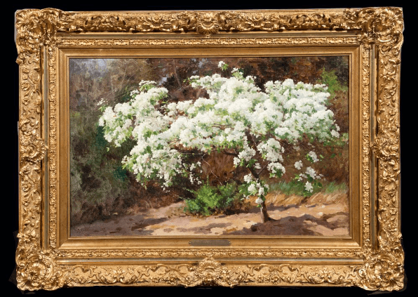 Цветущее дерево